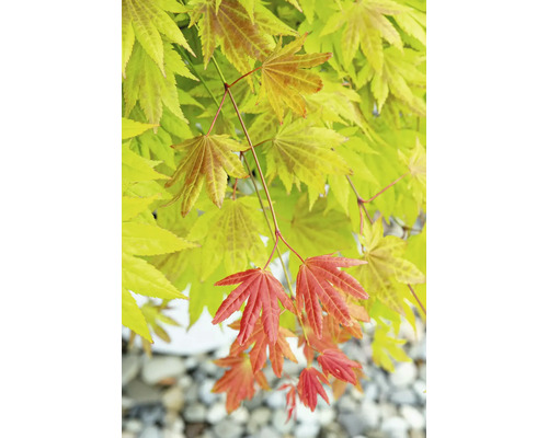 Detailní pohled na japonský javor se žlutými a červenými listy