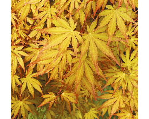 Detail javorových listů