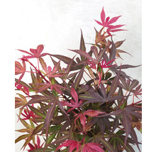 Rostliny na kmínku mix FloraSelf květináč Ø 19 cm 1 ks, různé druhy