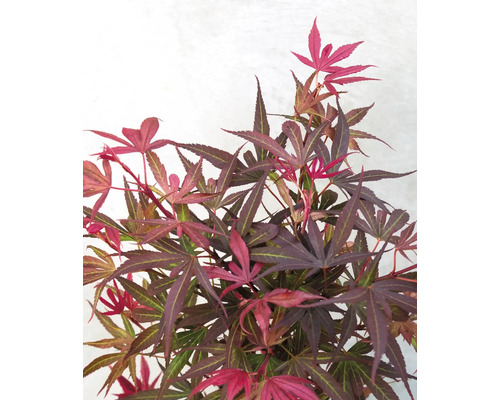 Japonský javor s ozdobnými listy