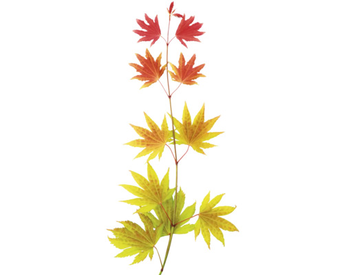 Větvička s javorovými listy v různých barvách