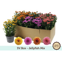 SV.Box Jellyfish Mix s chryzantémami v různých barvách
