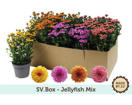 SV.Box Jellyfish Mix s chryzantémami v různých barvách