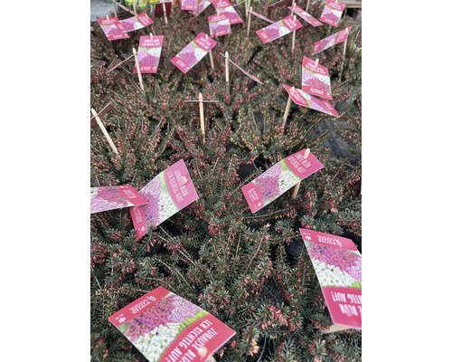 Mnoho vřesů s produktovými štítky.