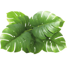 Několik zelených listů monstery