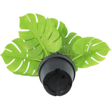 Umělá rostlina Monstera Deliciosa v černém květináči