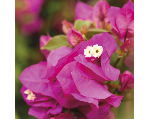 Detailní pohled na bugenvilii s květy