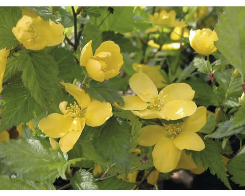 Kerria Japonská růže se žlutými květy a zelenými listy.