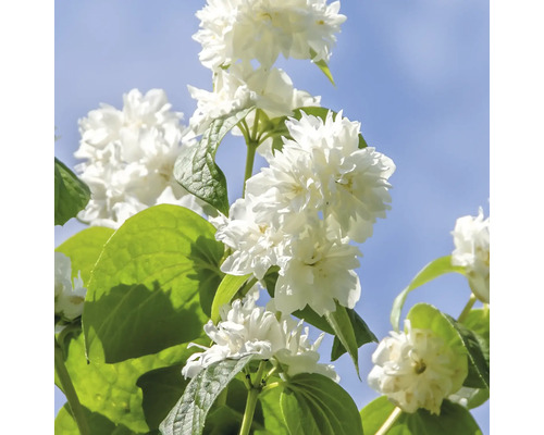 Plnokvětý pustoryl s bílými květy a zelenými listy na pozadí modré oblohy