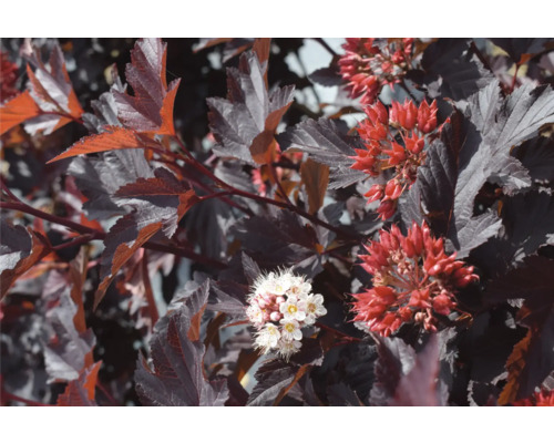 Detailní záběr hlohyně s červenými a bílými květy