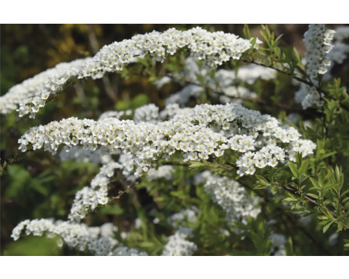 Kvetoucí tavolník v detailu