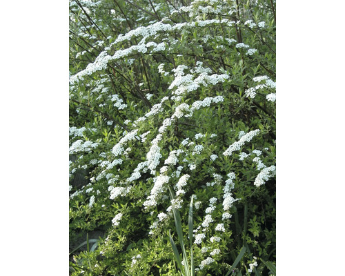 Tavolník s bílými květy