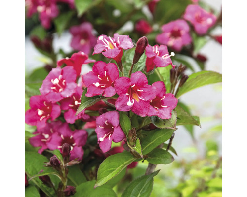 Detail kvetoucího vajgélie