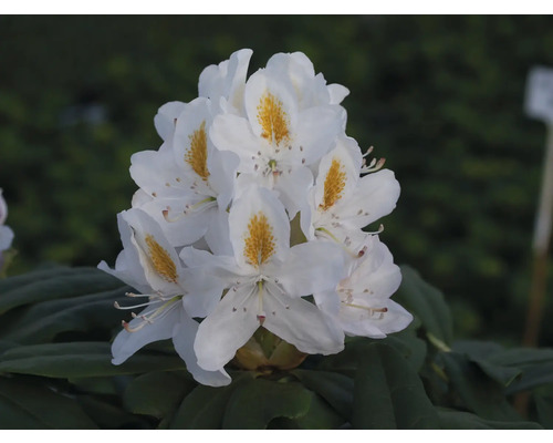 Květenství bílé rostliny rododendronu