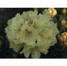 Detail žlutého květu rododendronu