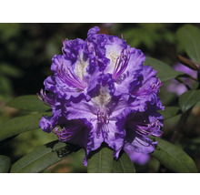 Detail fialového květu rododendronu se zelenými listy.