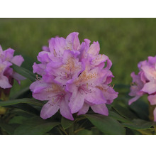 Detail květu rododendronu