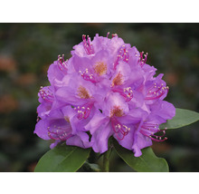 Detail květu rododendronu