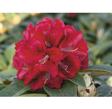 Detail červeného květu rododendronu