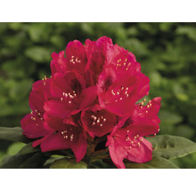 Květenství rostliny Rododendron v detailu