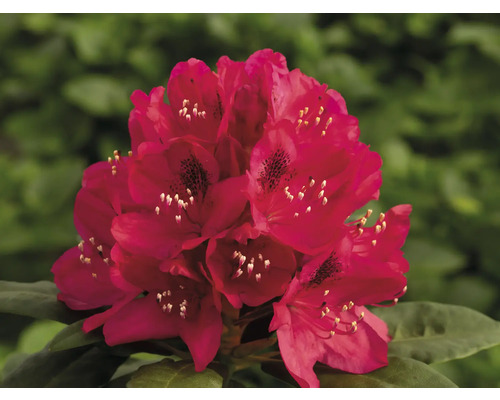 Květenství rostliny Rododendron v detailu