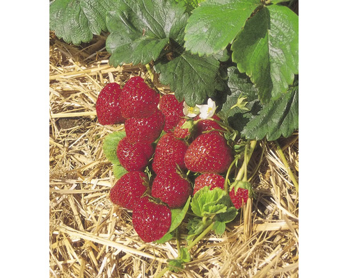 Detailní pohled na jahodové rostliny se zralými jahodami na slámě