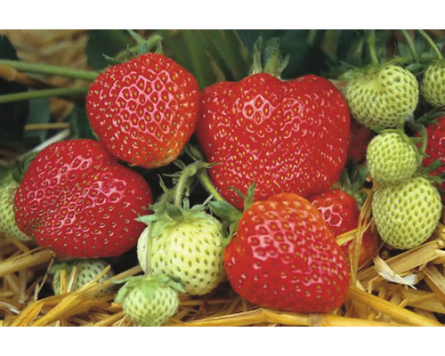 Detailní záběr zralých a nezralých jahod.