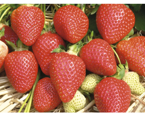 Detailní záběr zralých jahod