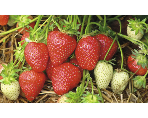 Detailní pohled na červené a zelené jahody rostoucí na slámě.