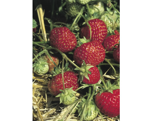 Detailní záběr zralých jahod na rostlině