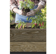 Žena sází bazalku do dřevěné bedýnky s paprikami.