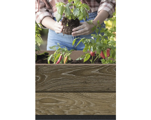 Žena sází bazalku do dřevěné bedýnky s paprikami.