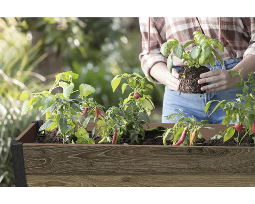 Zvýšený záhon s bylinkami a zeleninovými rostlinami, včetně bazalky a chilli, s osobou, která sází.