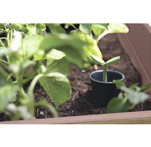 Mladá rostlina v květináči v truhlíku