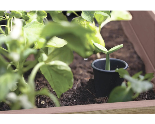 Mladá rostlina v květináči v truhlíku