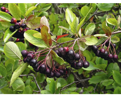 Temnoplodec třešňolistý BIO FloraSelf Bio Aronia 'Nero' květináč 3 l