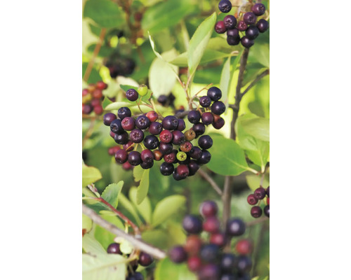 Temnoplodec třešňolistý BIO FloraSelf Bio Aronia 'Viking' květináč 3 l