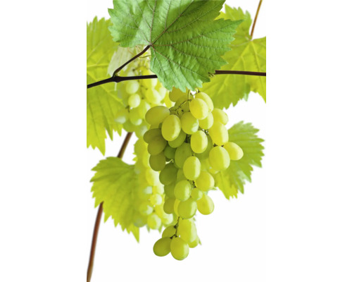 Vinná réva BIO banánová FloraSelf Bio Vitis vinifera výška cca 90 cm květináč 3 l Hrozny s listy