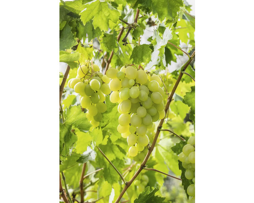 Vinná réva BIO bezsemenná FloraSelf Bio Vitis vinifera 'Lakemont' výška cca 90 cm květináč 3 l