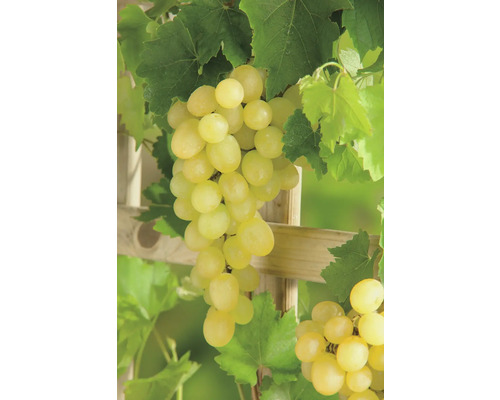 Vinná réva BIO bezsemenná FloraSelf Bio Vitis vinifera 'Palatina' výška cca 90 cm květináč 3 l