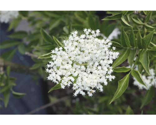 Květenství keře černého bezu s bílými květy