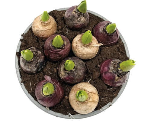 Cibule hyacintů v zemině v květináči, připravené k růstu