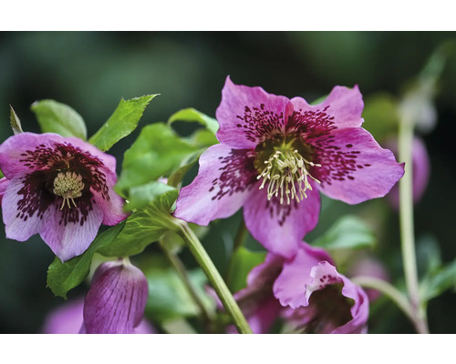 Detailní záběr květů čemeřice s listy