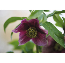 Detailní pohled na purpurově červenou čemeřici s zelenými listy