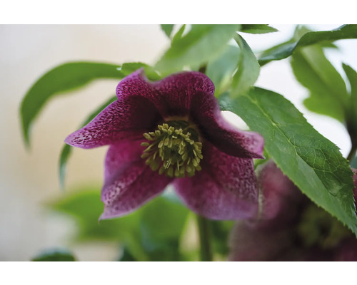 Detailní pohled na purpurově červenou čemeřici s zelenými listy