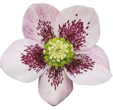 Detail květu čemeřice s flekatými okvětními lístky