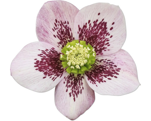 Detail květu čemeřice s flekatými okvětními lístky