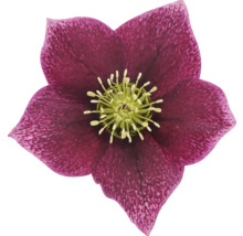 Detail purpurové čemeřice se žlutým středem