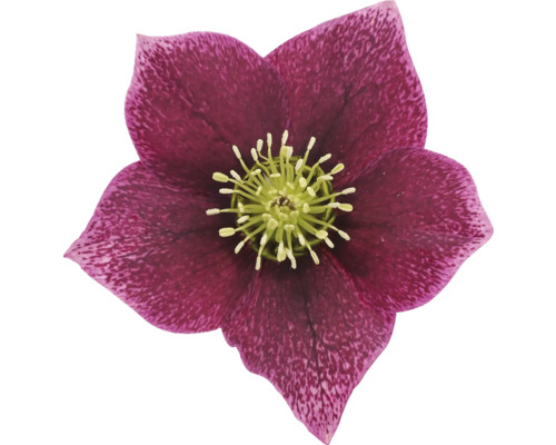 Detail purpurové čemeřice se žlutým středem