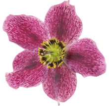 Detail květu čemeřice